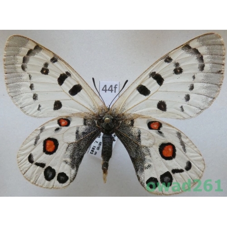 Parnassius széchenyii subsp. arnoldiana Bang-Haas, 1938 female China44f